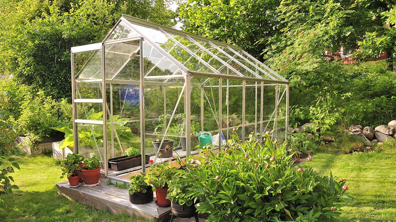 Greenhouse with plants