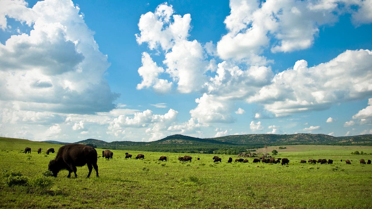 Buffalo roaming in Kansas