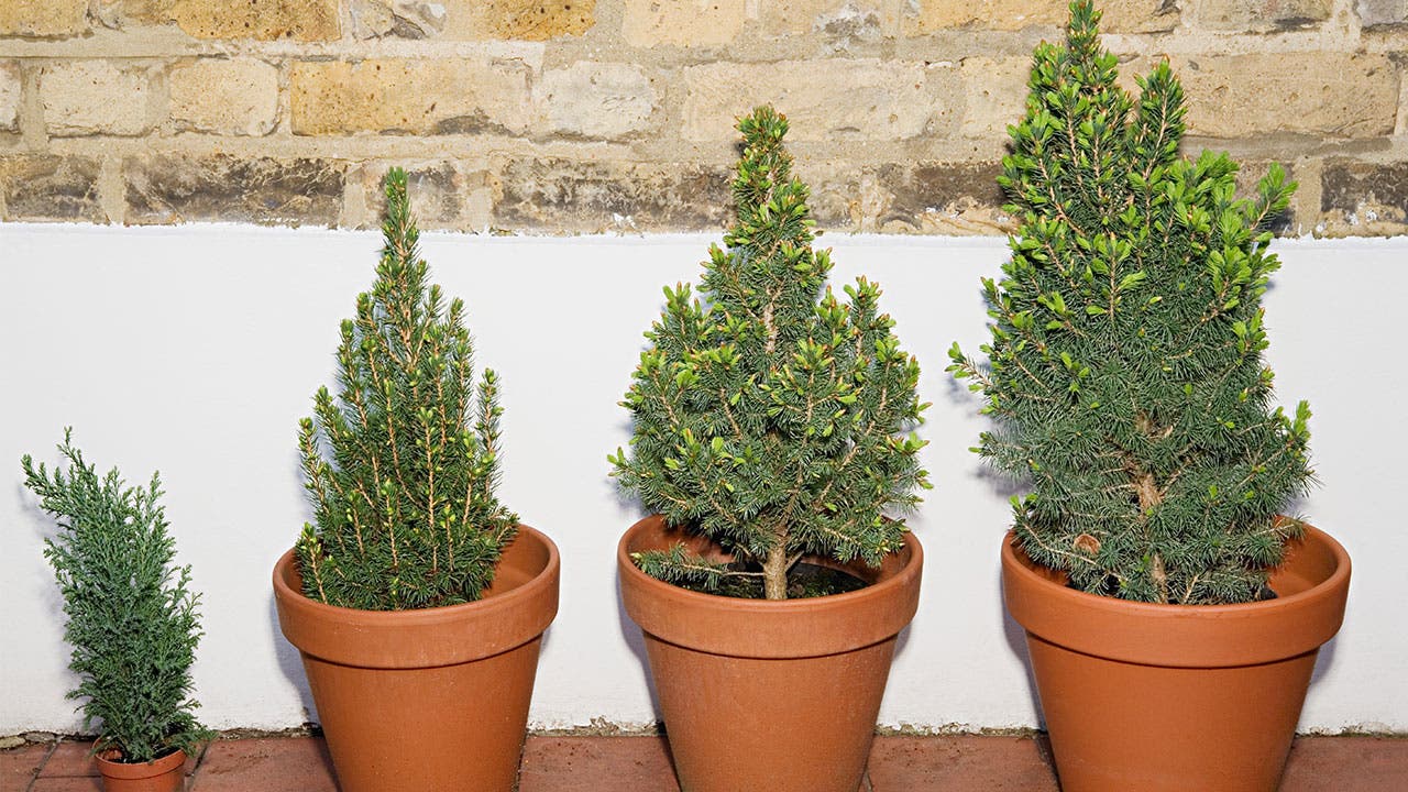 Tree plants in pots