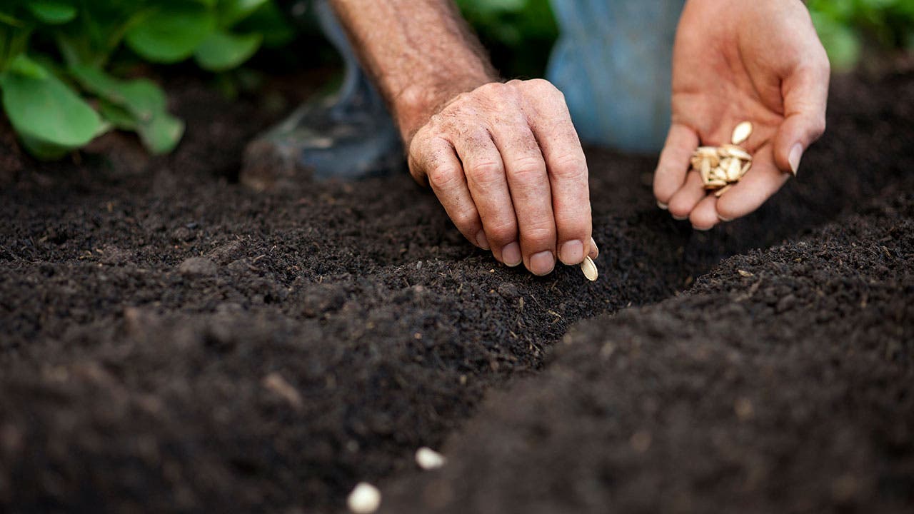 Man plants seeds