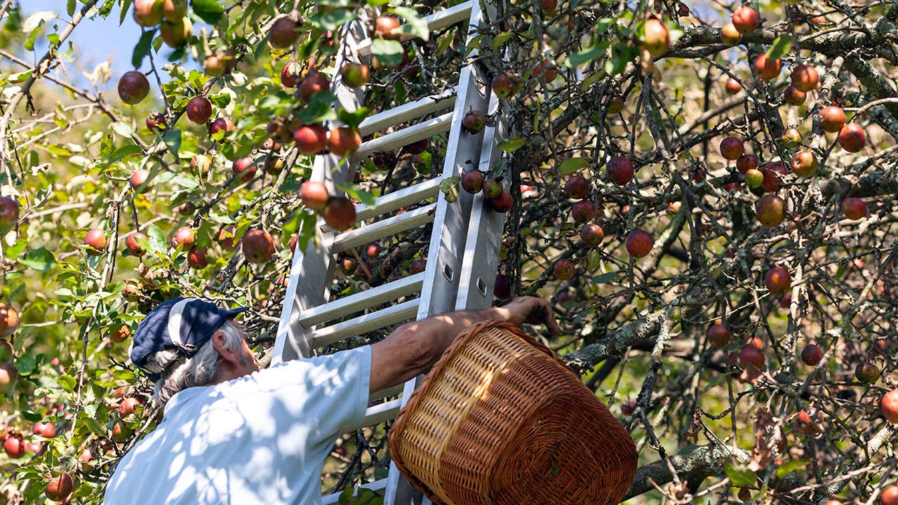 Man picking apples
