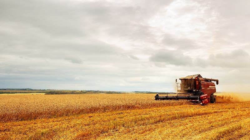 A combine harvest a field of grain