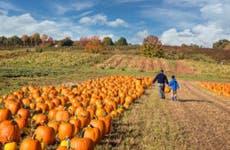 A father and child pick out a pumpkin.